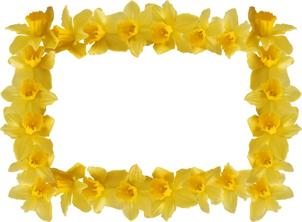 Daffodils Border — Stock Photo, Image