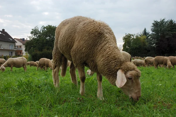 Вівці на лузі — стокове фото