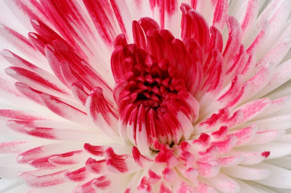 Крупный план розового и белого цветов георгины — стоковое фото
