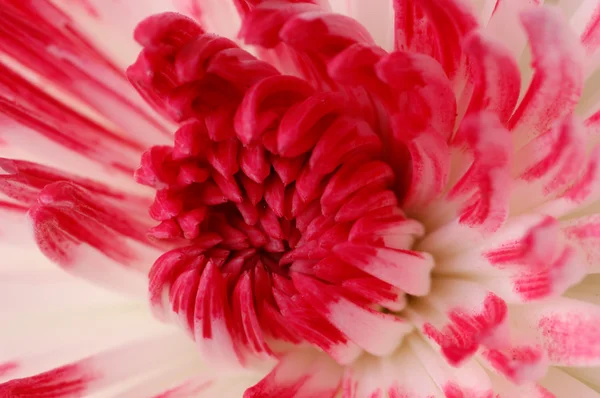 Крупный план розового и белого цветов георгины — стоковое фото