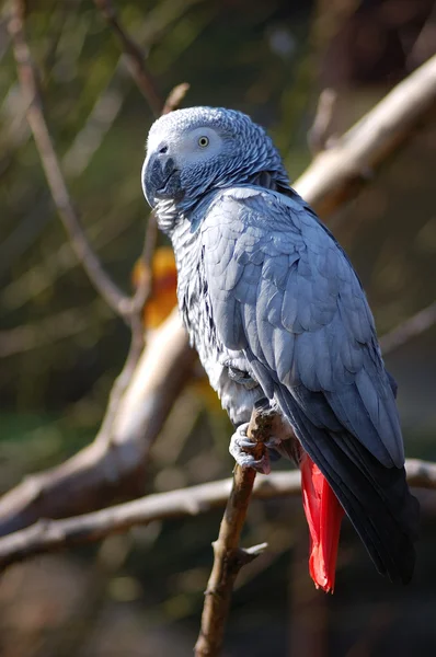 stock image Grey African Parrot