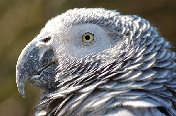 stock image African Grey Parrot