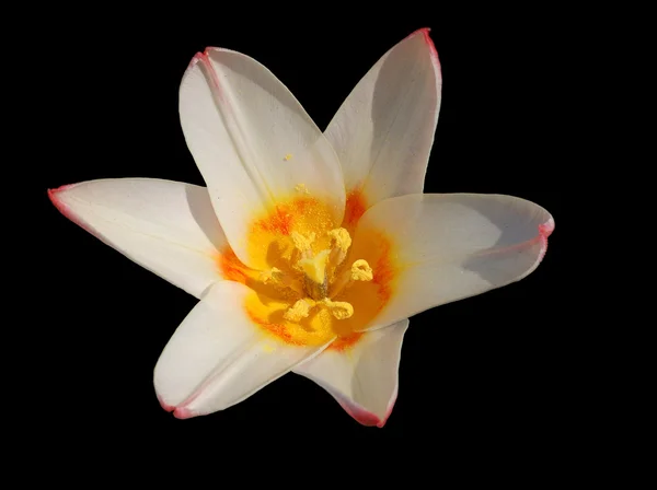 Beautiful Lily — Stock Photo, Image
