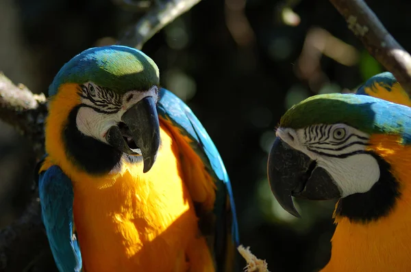 Modrý papoušek ara — Stock fotografie