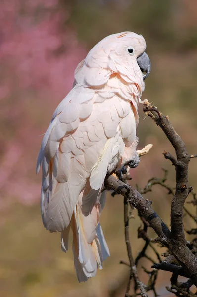 Beyaz papağan — Stok fotoğraf
