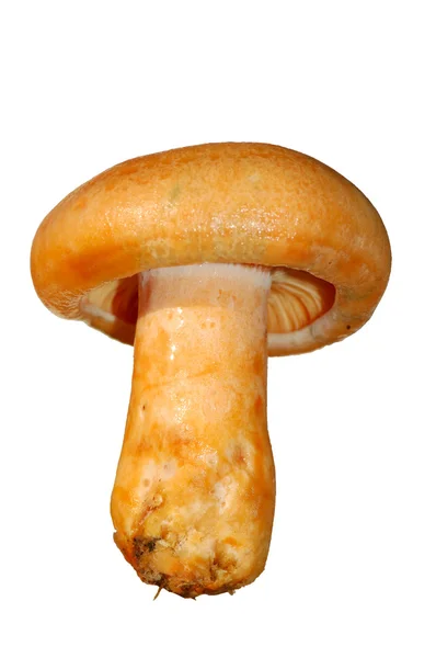 Mushroom isolateds — Stock Photo, Image