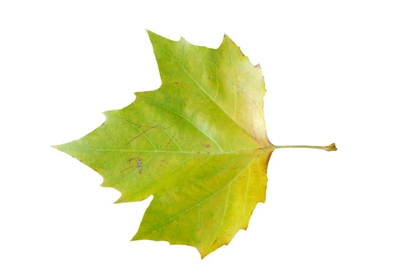 stock image Maple leaf