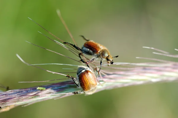 Two may bugs macro — Stock Photo, Image