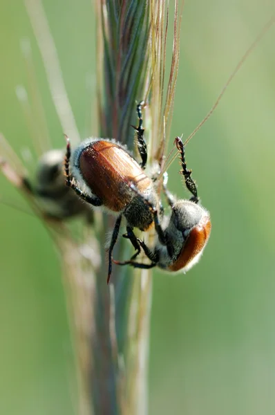 Two may bugs macro — Stock Photo, Image