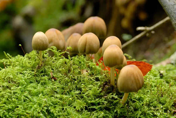 stock image Mushrooms in the autumn forest