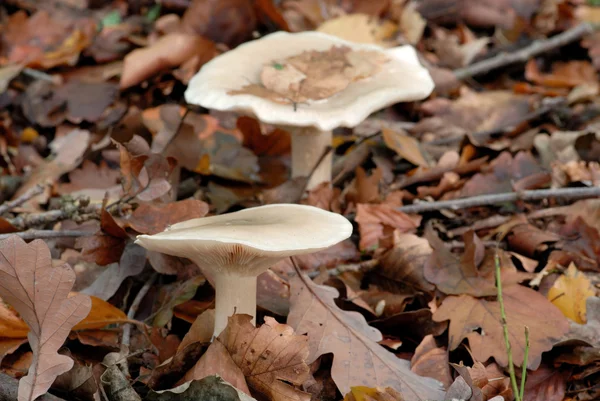 stock image Mushrooms in the autumn forest