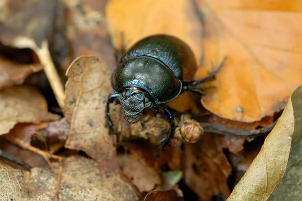 Dor Escarabajo en el follaje de otoño, tiro de vida silvestre —  Fotos de Stock