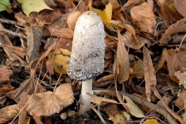 stock image Parasol Mushroom (Macrolepiota procera) in autumn foliage