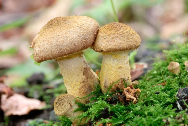 Cep mushroom in the autumn forest — Stock Photo, Image