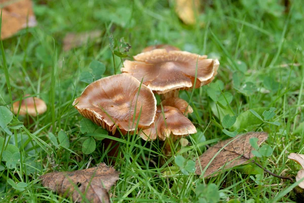 Mushrooms in the autumn forest — Stock Photo, Image