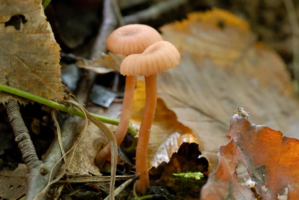 Mushrooms in the autumn forest — Stock Photo, Image