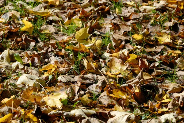 stock image Autumn foliage in the forest