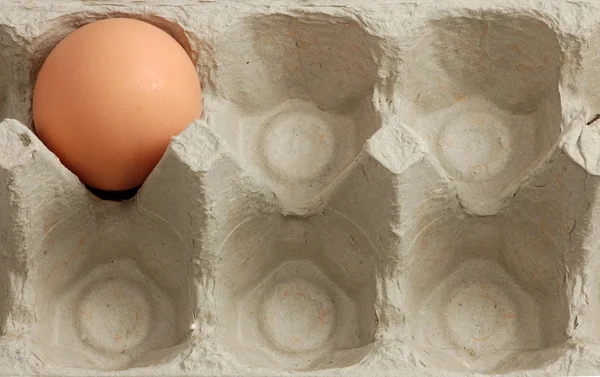 Ein Ei im Karton — Stockfoto