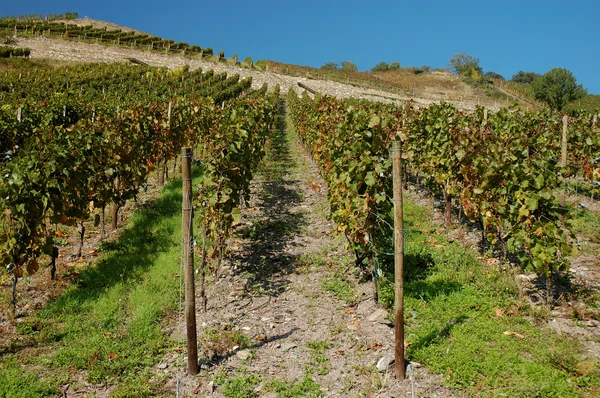 Виноградник на Рейне в Германии — стоковое фото