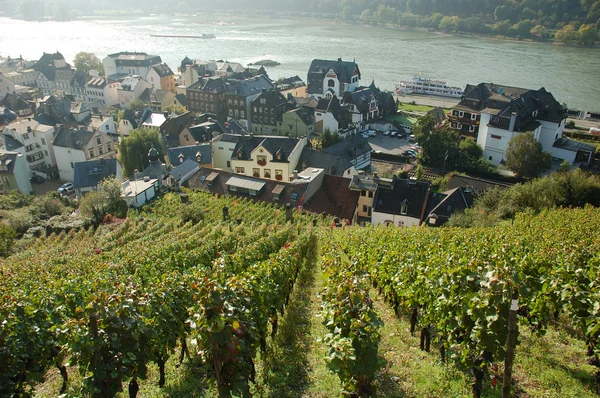 Vineyard with a Village in the Background — Zdjęcie stockowe