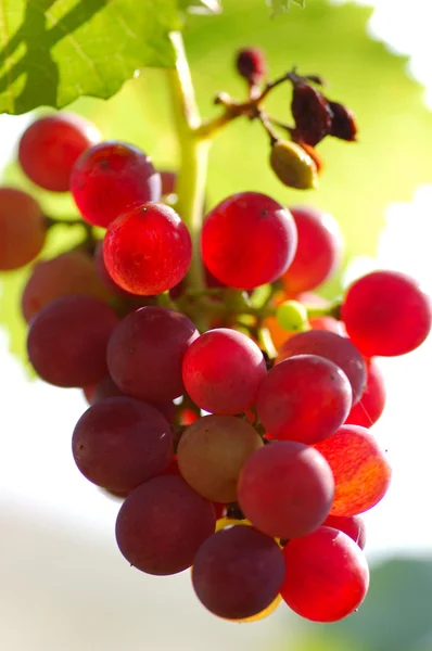 Bunch of Grapes — Stock Photo, Image