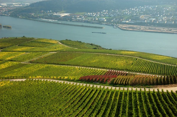 Landschaft am Rhein, Deutschland — Stockfoto