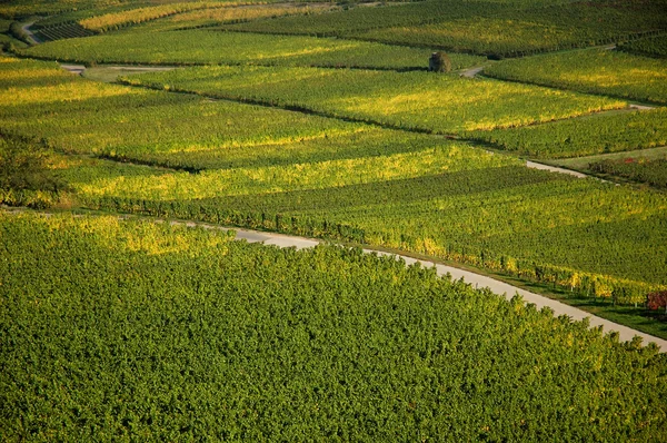 Виноградник на Рейне, Германия — стоковое фото