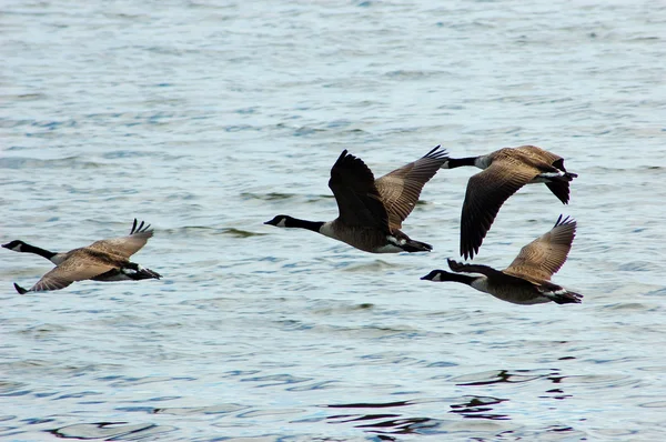 Flying brant geese — Stock Photo, Image