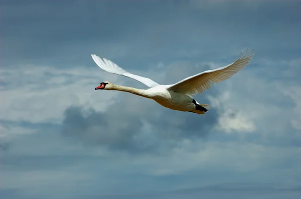 Cisne volador —  Fotos de Stock