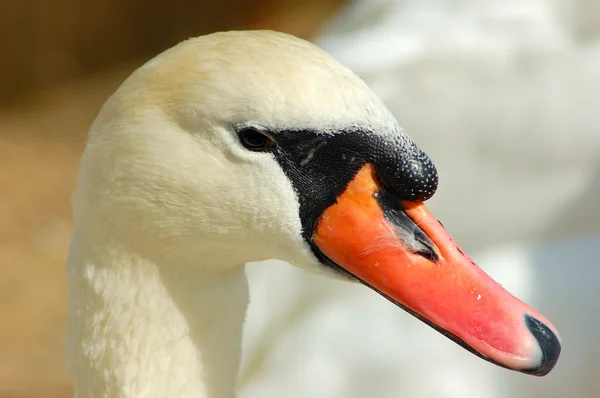 Swan portrait — Stock Photo, Image