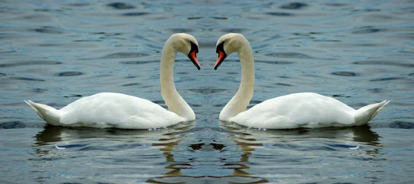 Loving swan couple — Stock Photo, Image