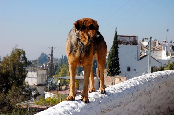 Cão na parede em Granada, Espanha — Fotografia de Stock
