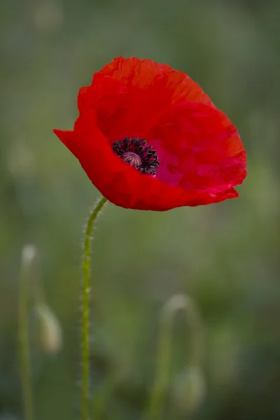 stock image Blooming poppy