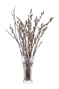 Branches of the pussy willow with flowering bud in vase with wat clipart