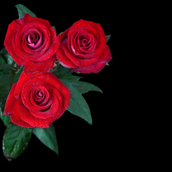Hermosas rosas rojas aisladas sobre fondo negro — Foto de Stock