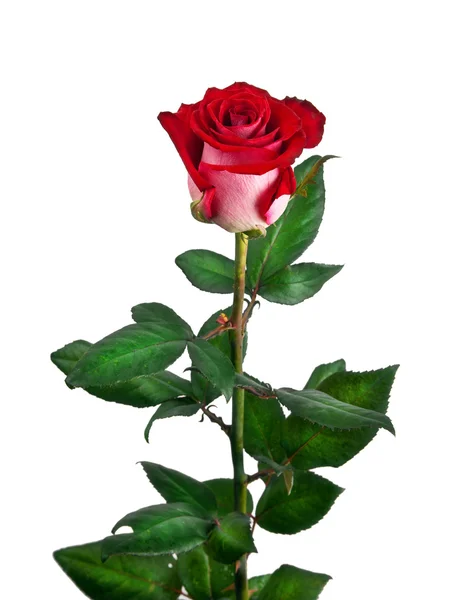 Rosa rossa isolata su sfondo bianco — Foto Stock
