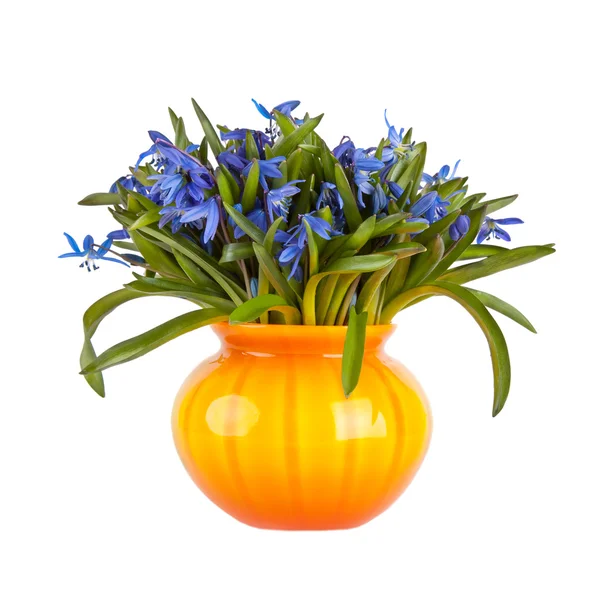 Przebiśniegi niebieskie kwiaty w wazon żółty na białym tle — Zdjęcie stockowe