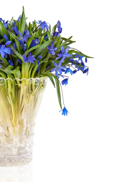 Beautiful blue natural fresh snowdrops flowers in vase isolated on white background — Stock Photo, Image