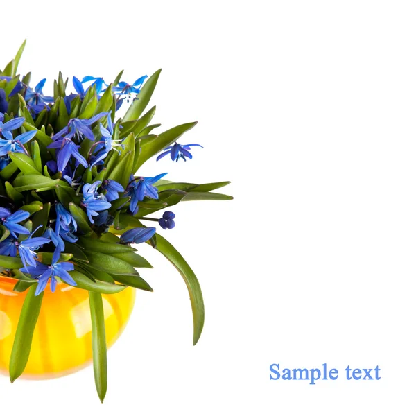 Bonito azul natural flores gotas de neve frescas em vaso isolado no fundo branco — Fotografia de Stock