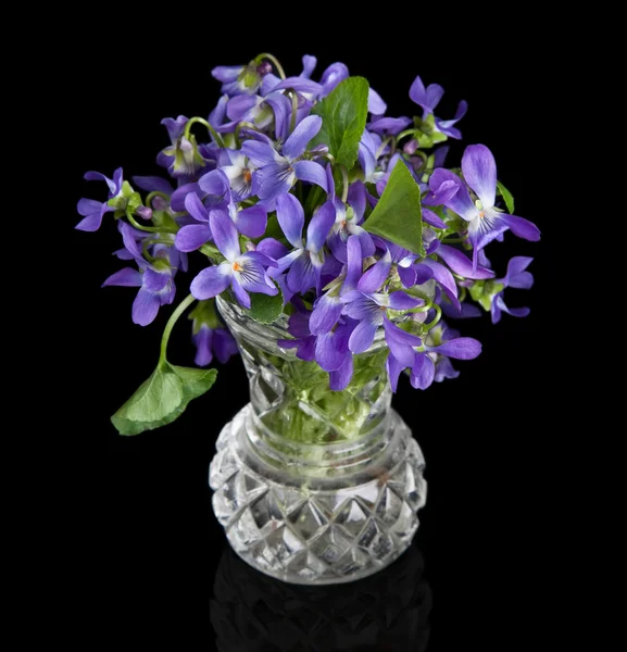 Primo piano di fiori viola in un vaso su sfondo nero — Foto Stock