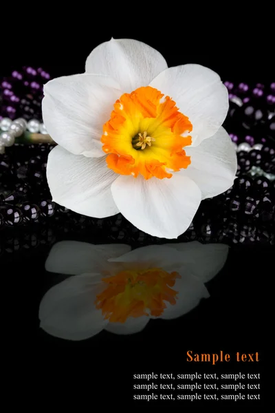 Narciso blanco hermoso con cuentas sobre un fondo negro — Foto de Stock