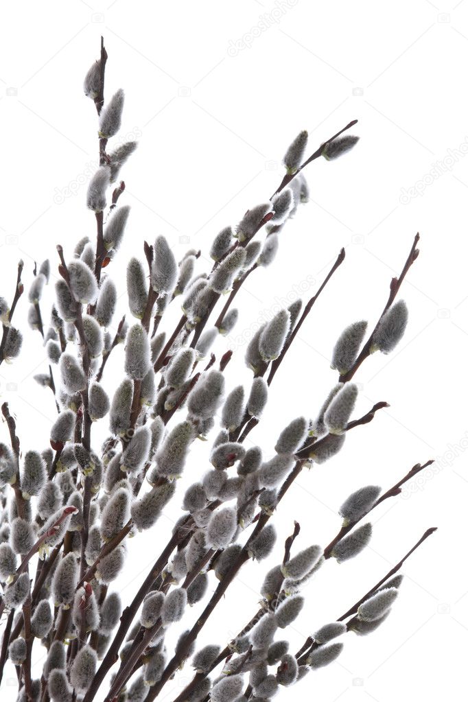 Pussy willows branches on a white background