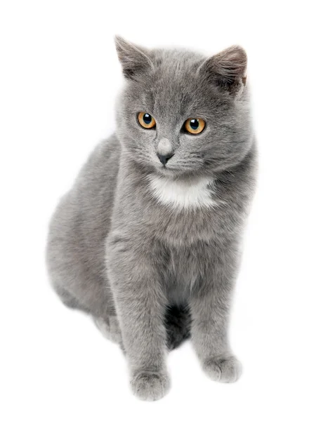 Malé kotě na bílém pozadí — Stock fotografie