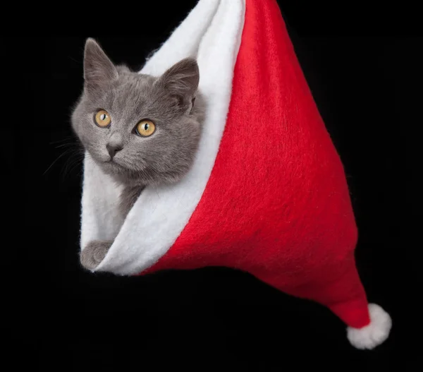 Grey kitten hides inside of a red santa hat on black background — Stock Photo, Image