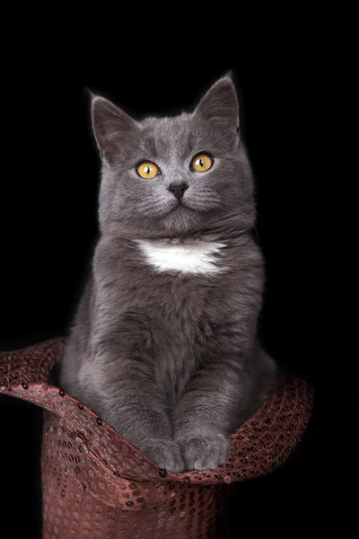 Malé kotě v čepici — Stock fotografie