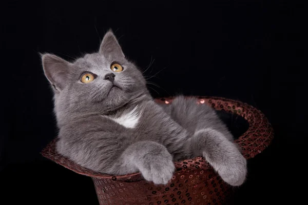 Malé kotě sedící s čepicí — Stock fotografie