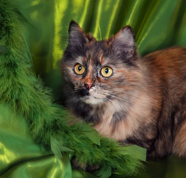 Сибирский кот — стоковое фото
