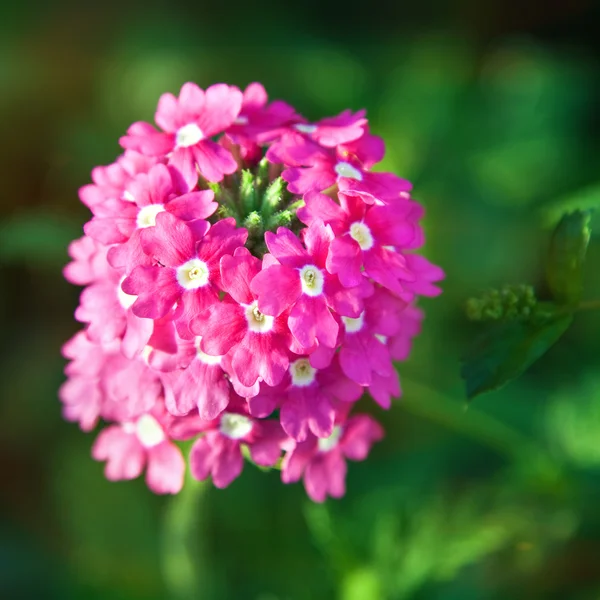 푸른 잎이 달린 아름다운 분홍빛 꽃 — 스톡 사진