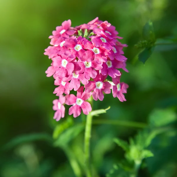 아름 다운 핑크 수 국 꽃 녹색 잎 — 스톡 사진