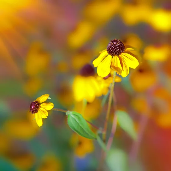 밝은 태양과 필드에 노란 꽃 — 스톡 사진